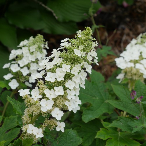 White flower with lime buds, green leaves, lime-yellow petiole, midrib and veins.