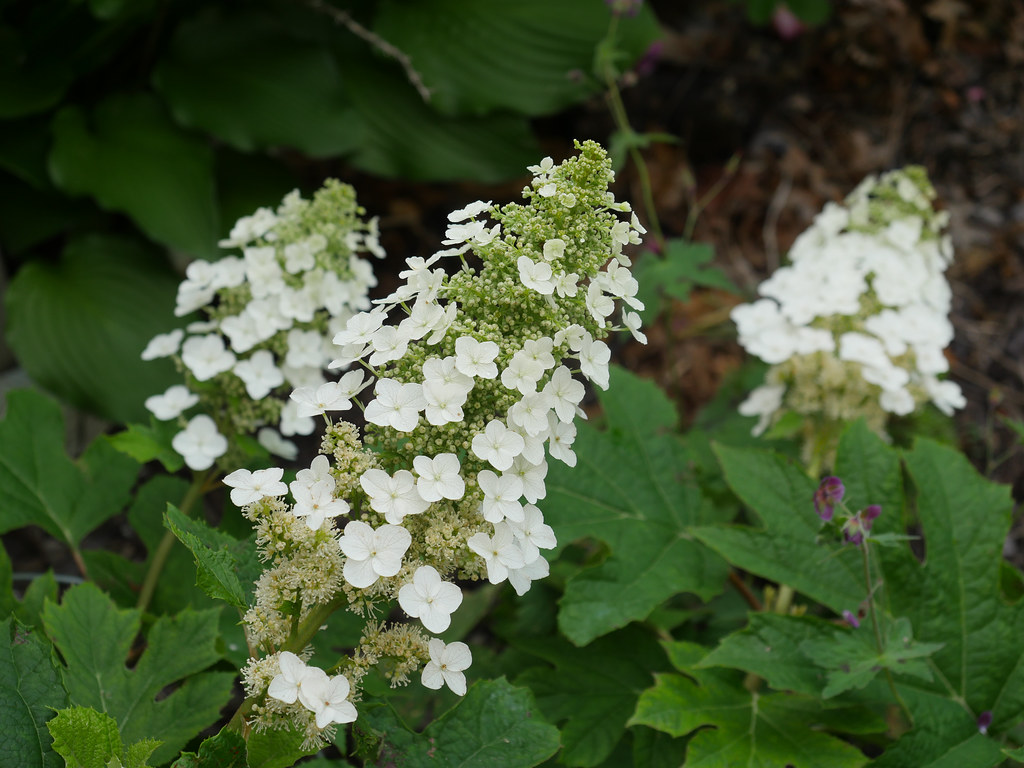 Oakleaf hydrangea quercifolia 'Ruby Slippers'featuring large, lobed oak-like green leaves and white cone-shaped flower clusters