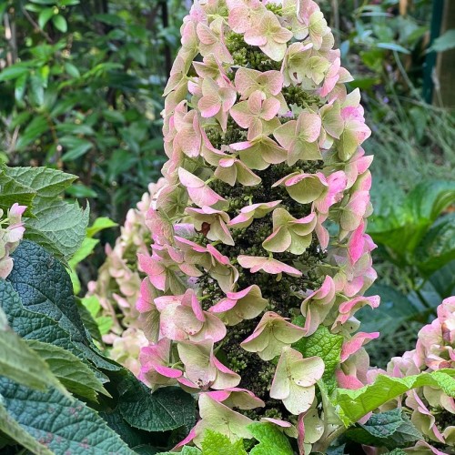 Magenta-lime flowers with lime buds and lime-green leaves.