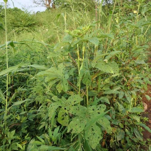 Maple-shaped, insect-infested green leaves, growing out of green stems. 