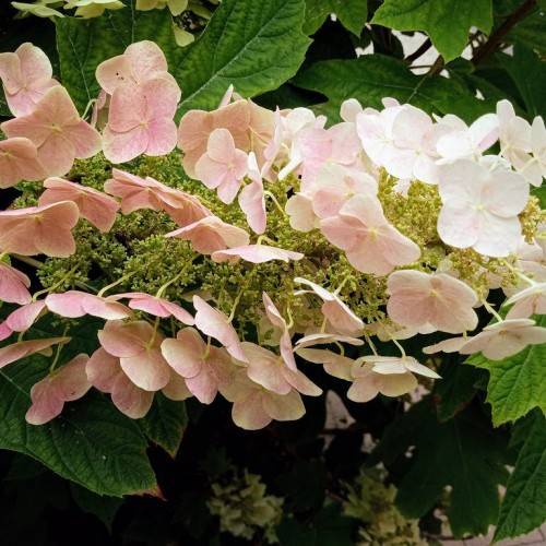 Sike's Dwarf Oakleaf Hydrangea (Hydrangea quercifolia 'Sike's Dwarf') showcasing green leaves and cone-shaped flower clusters in shades of creamy white to pink