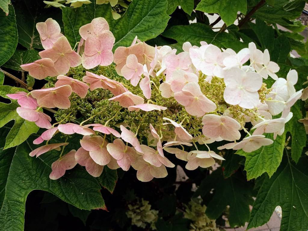 Sike's Dwarf Oakleaf Hydrangea (Hydrangea quercifolia 'Sike's Dwarf') showcasing green leaves and cone-shaped flower clusters in shades of creamy white to pink