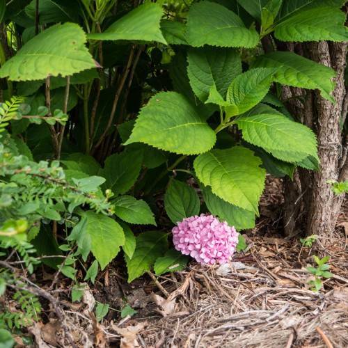 Bigleaf hydrangea sargentiana showcasing large, green leaves and spherical flower clusters in shades of pink, purple or blue