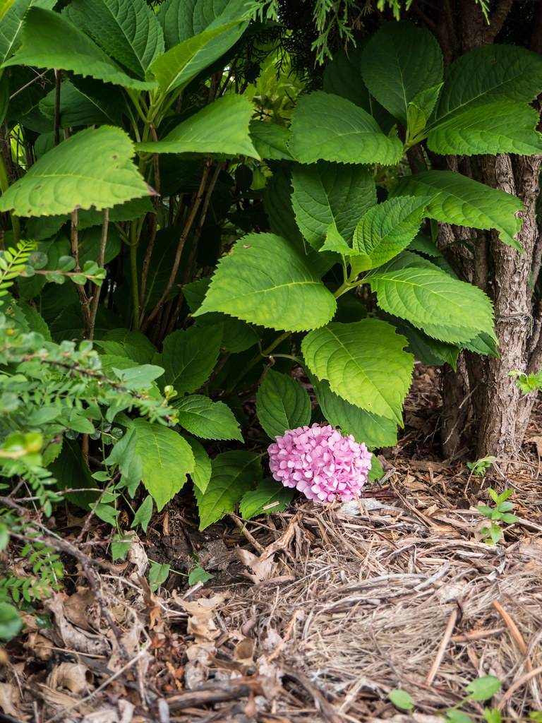 Bigleaf hydrangea sargentiana showcasing large, green leaves and spherical flower clusters in shades of pink, purple or blue