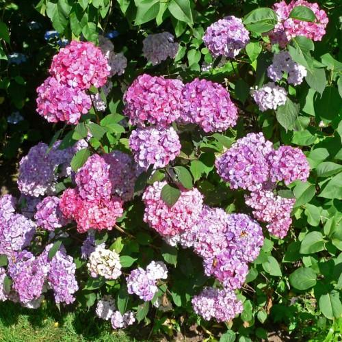 Magenta-purple flowers with brown stems, green leaves, yellow blades, yellow midrib and veins