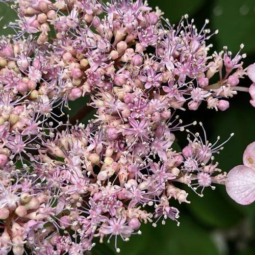 Hydrangea serrata featuring clusters of lacecap or mophead flowers in shades of pink, blue, purple or white