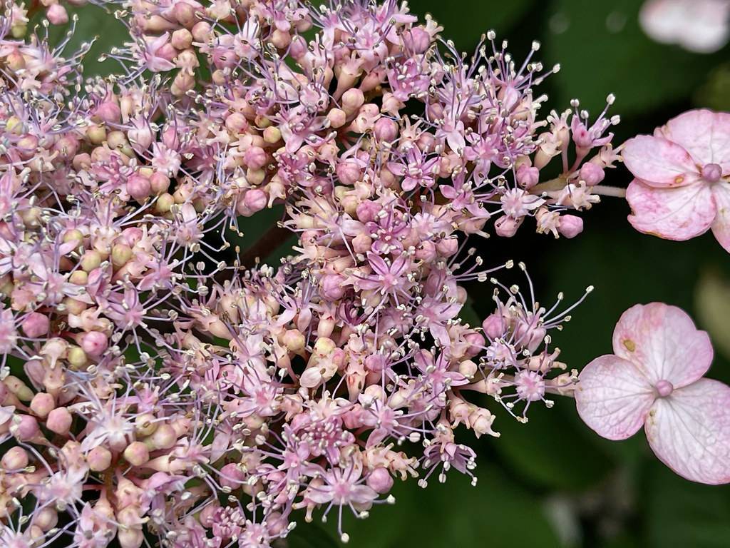 Hydrangea serrata featuring clusters of lacecap or mophead flowers in shades of pink, blue, purple or white