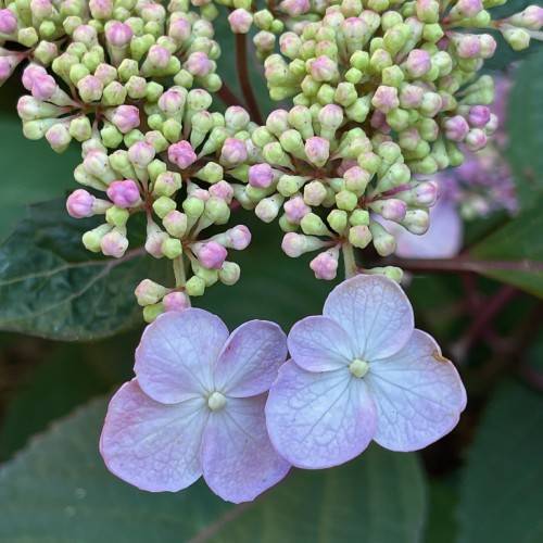 Hydrangea serrata, a species of hydrangea with serrated leaves and intricate lacecap blooms in shades of pink, blue, green or white