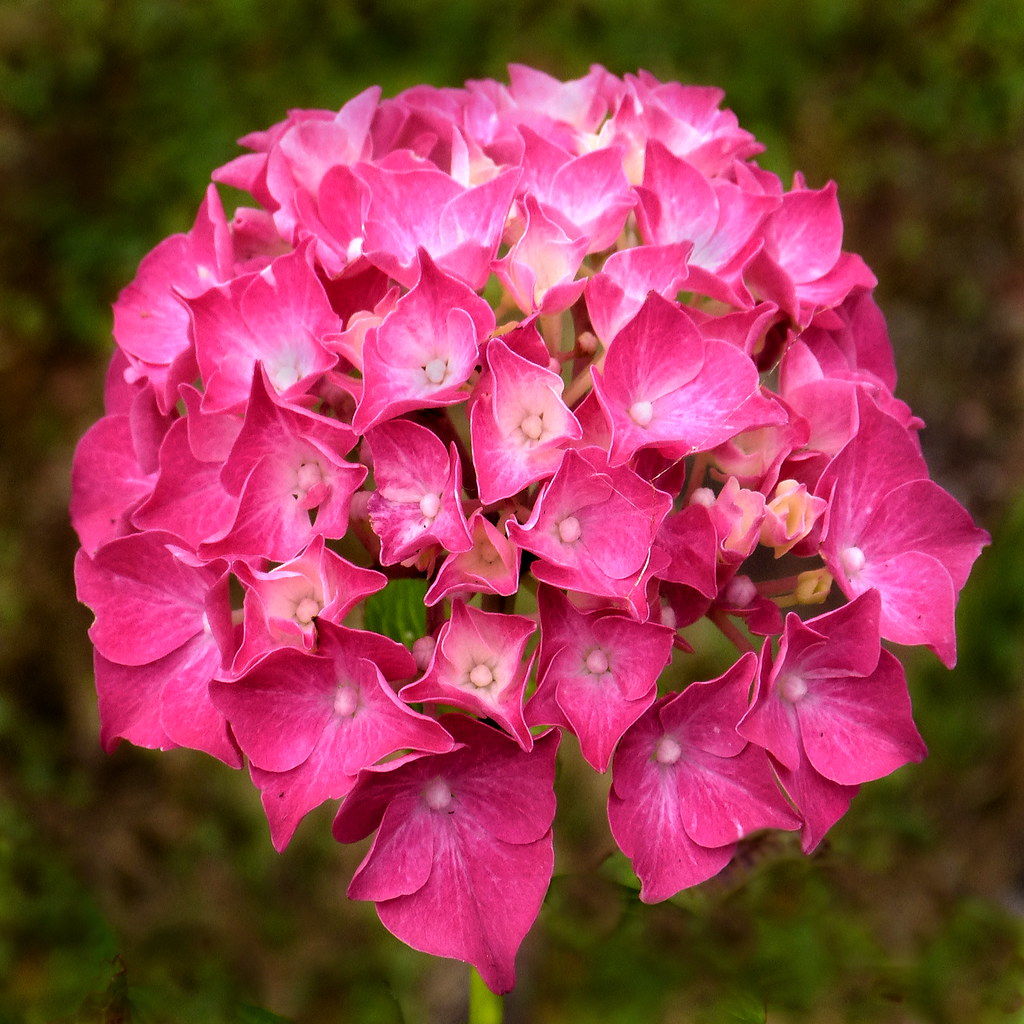 Hydrangea 'SMNHSC' LET'S DANCE ¡ARRIBA! displaying vibrant flower clusters in shades of pink