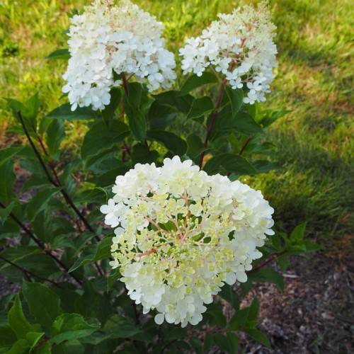 airytrail Bride Cascade Hydrangea (Hydrangea 'USHYD0405' FAIRYTRAIL BRIDE) showcasing clusters of white flowers against green foliage