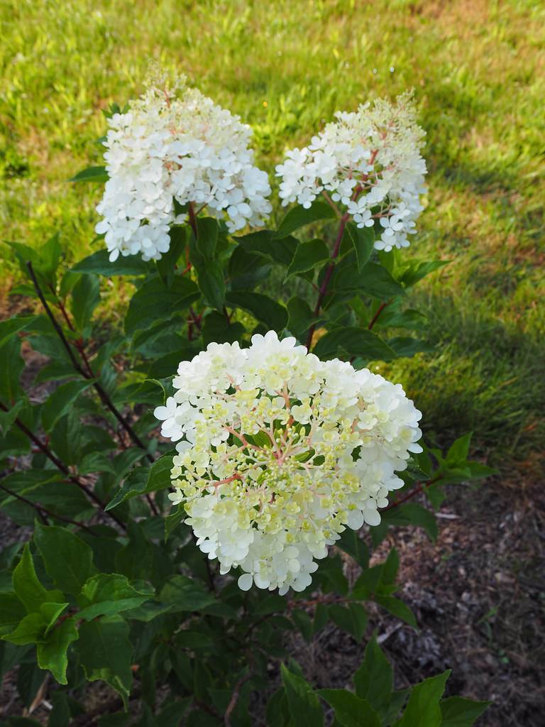 airytrail Bride Cascade Hydrangea (Hydrangea 'USHYD0405' FAIRYTRAIL BRIDE) showcasing clusters of white flowers against green foliage