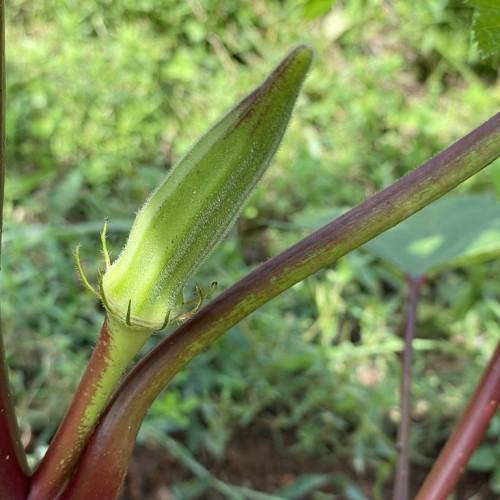 Green fruit on red-green colored stems.