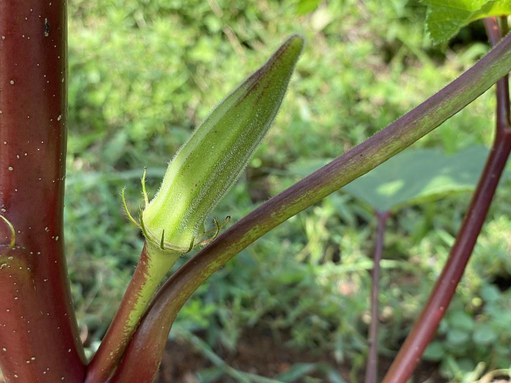 Green fruit on red-green colored stems.