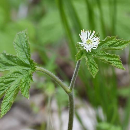 Golden Seal (Hydrastis canadensis) featuring palmate green leaves and a single white flower with golden stamens
