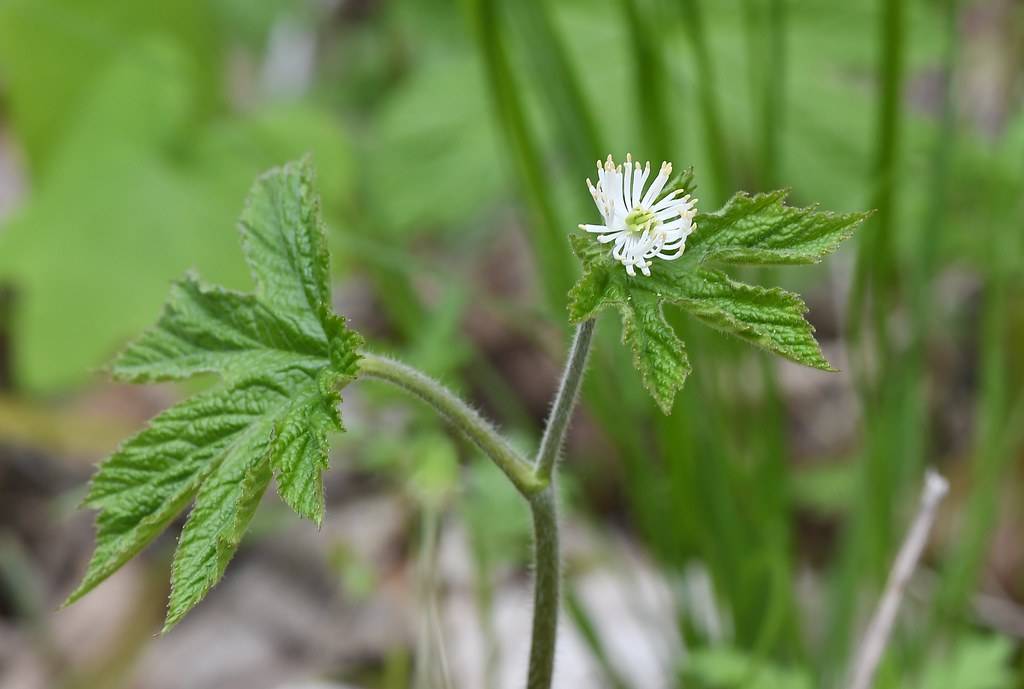 Golden Seal (Hydrastis canadensis) featuring palmate green leaves and a single white flower with golden stamens