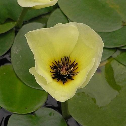 Yellow flower with brown anthers, yellow filaments and green leaves.