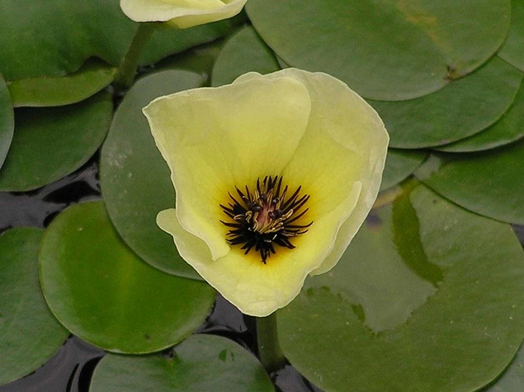 Yellow flower with brown anthers, yellow filaments and green leaves.