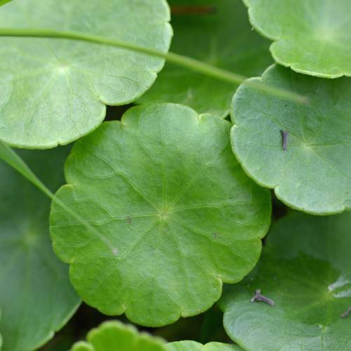 Pennywort (Hydrocotyle vulgaris) plant with green, round leaves and creeping green stems