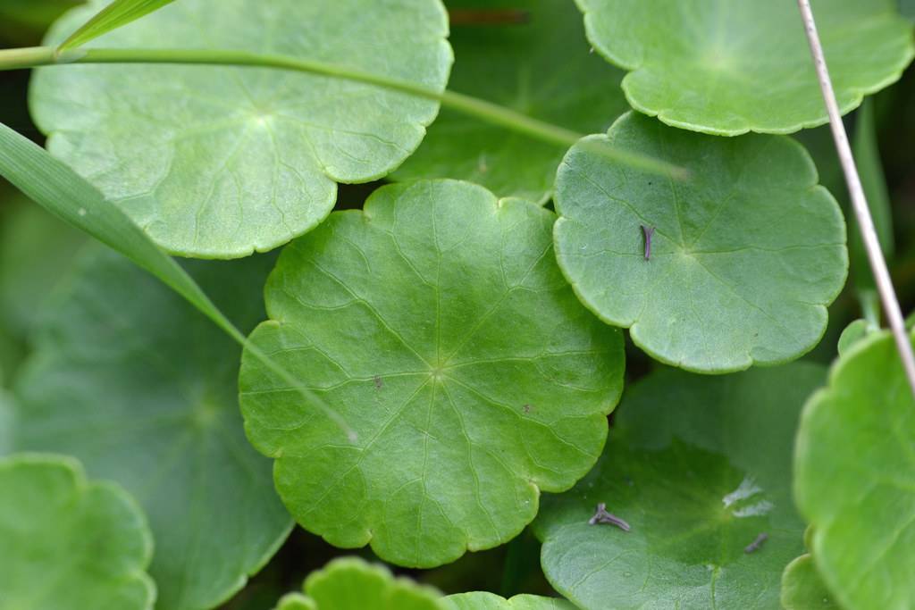 Pennywort (Hydrocotyle vulgaris) plant with green, round leaves and creeping green stems