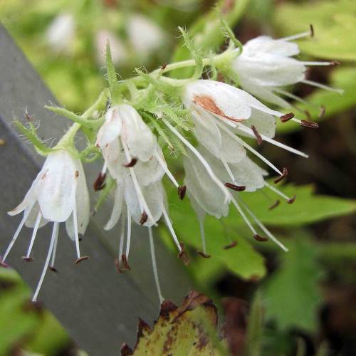 Virginia waterleaf (Hydrophyllum virginianum) plant with green leaves, clusters of small, bell-shaped white flowers, and green hairy stems