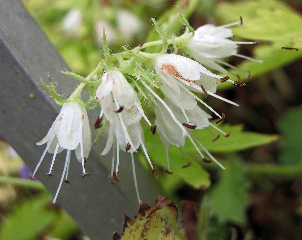 Virginia waterleaf (Hydrophyllum virginianum) plant with green leaves, clusters of small, bell-shaped white flowers, and green hairy stems