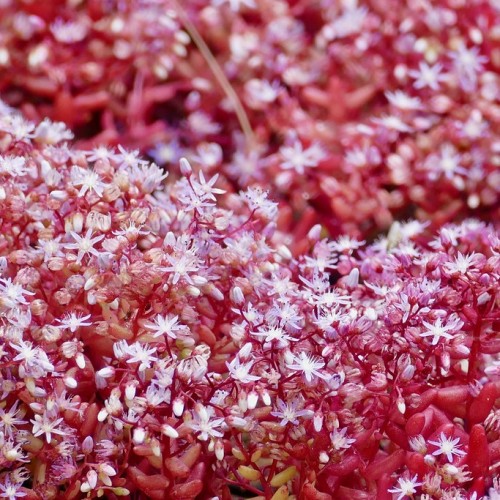 Lavender flower with white center, white stigma, style and filaments, black anthers, lavender-white buds, red-yellow fruits, red sepals, stems and branches.