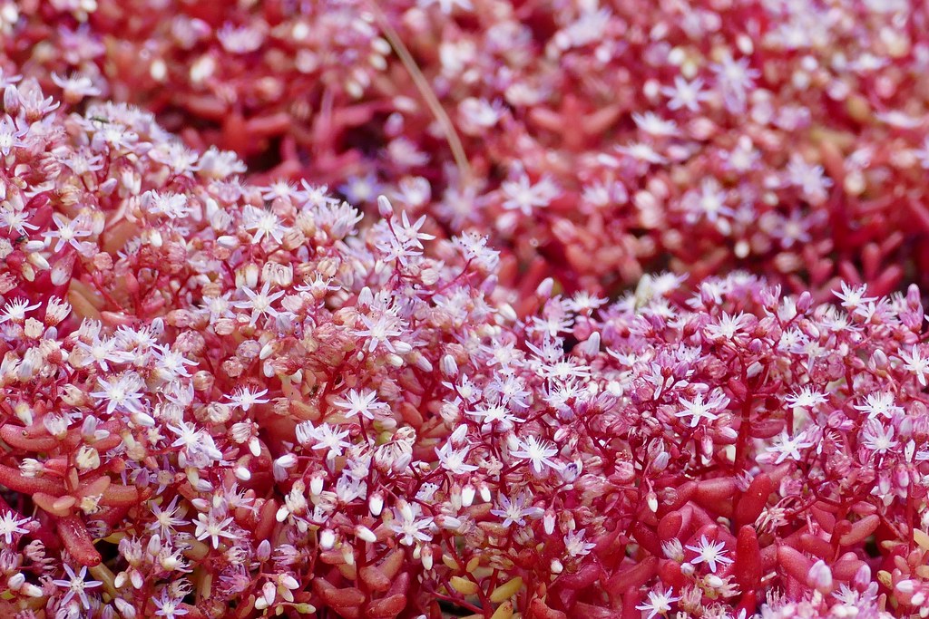 Stonecrop (Hylotelephium telephium) with burgundy leaves, pink-white star-shaped flowers on sturdy stems, in a garden bed