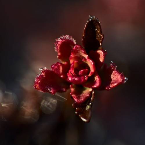 Chocolate Cherry Stonecrop (Hylotelephium 'Chocolate Cherry') with succulent, chocolate-colored leaves in backdrop and pink-brown flower