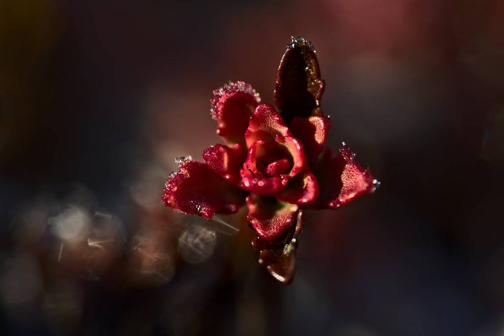 Chocolate Cherry Stonecrop (Hylotelephium 'Chocolate Cherry') with succulent, chocolate-colored leaves in backdrop and pink-brown flower