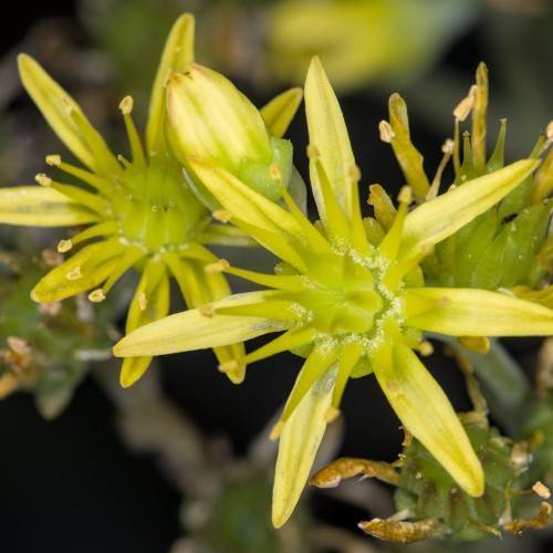 Mediovariegatum Stonecrop (Hylotelephium erythrostictum 'Mediovariegatum') green leaves and yellow flowers in a garden setting