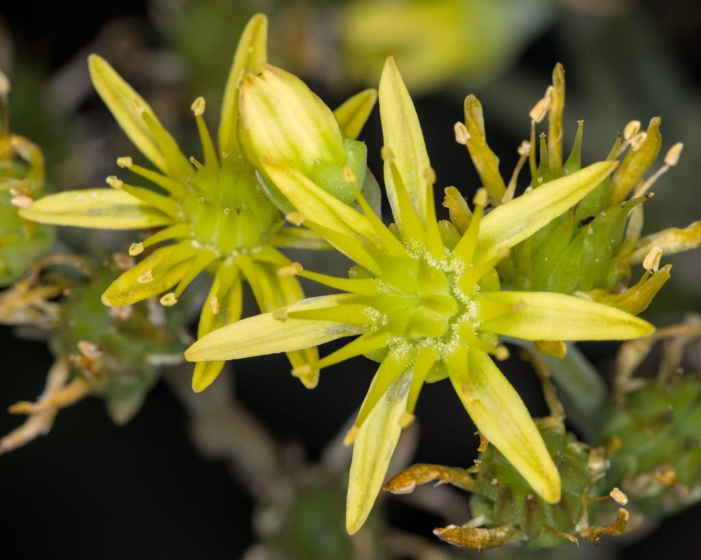 Mediovariegatum Stonecrop (Hylotelephium erythrostictum 'Mediovariegatum') green leaves and yellow flowers in a garden setting