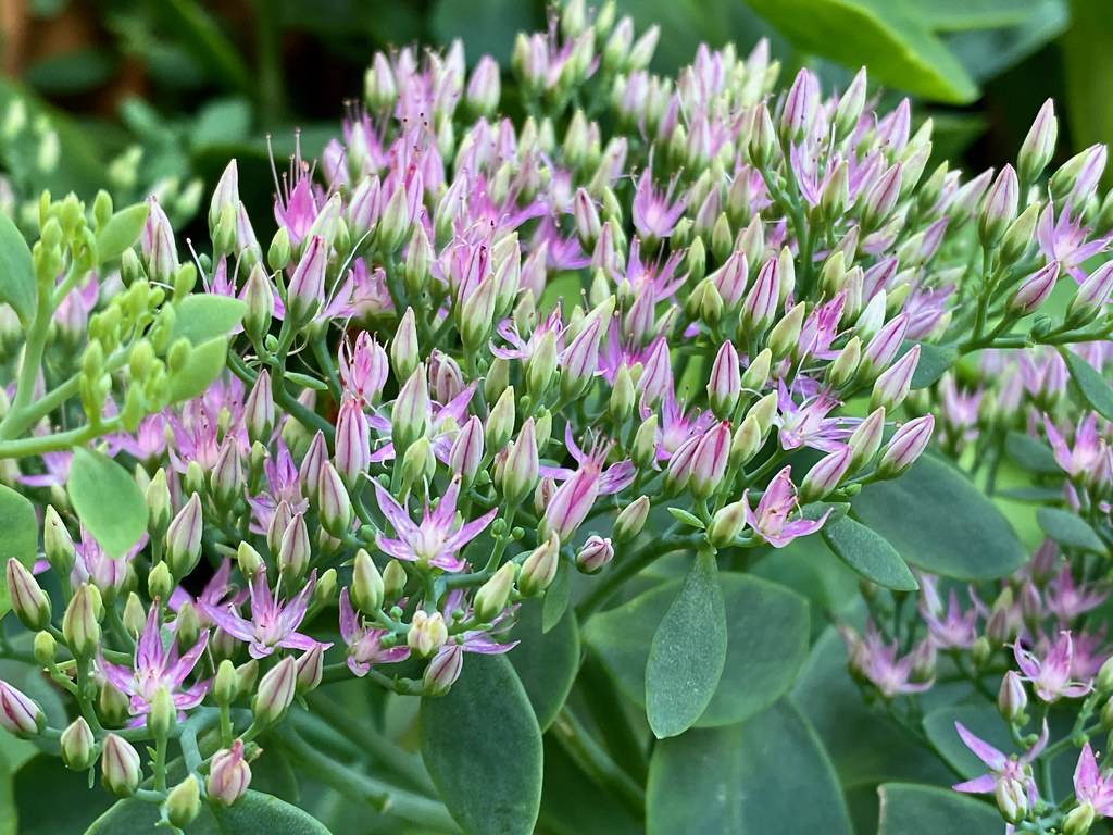 Autumn Joy Stonecrop (Hylotelephium 'Herbstfreude') with succulent green foliage and large flower heads transitioning from green to purple