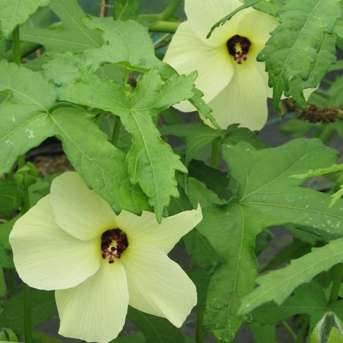 Maple-shaped green leaves, green stem with yellow flowers having red-yellow pistils.