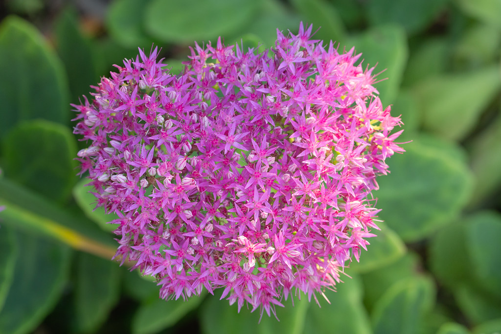 Pure Joy Stonecrop (Hylotelephium 'Pure Joy') showcasing succulent green foliage and clusters of pink-purple flowers