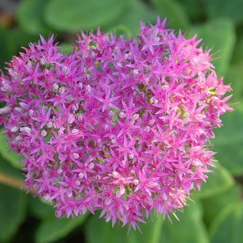 Pure Joy Stonecrop (Hylotelephium 'Pure Joy') showcasing succulent green foliage and clusters of pink-purple flowers