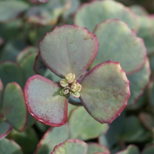 Green-gray-marron leaves.
