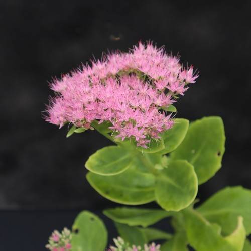 cluster of small, pink-purple flowers, fleshy, green leaves, and stems