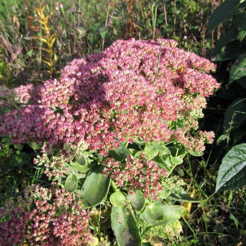 Autumn Fire Stonecrop (Hylotelephium spectabile 'Autumn Fire') with fleshy, succulent green leaves and dense clusters of fiery red or pink flowers