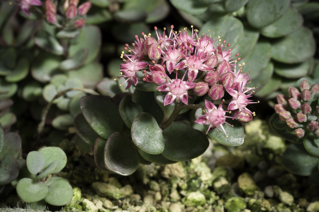 Lime Zinger Stonecrop (Sedum 'Lime Zinger') featuring green foliage, forming a compact mound with clusters of small pink-purple flowers