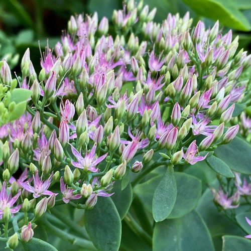 Lavender flower with lime-white center, lavender-white stigma, style and filaments, yellow-black anthers, yellow-lime buds, green sepals, stems and leaves.