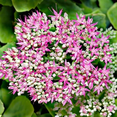 Magenta-white flower and buds, magenta stigma, magenta style, magenta anthers, magenta filaments and green leaves.