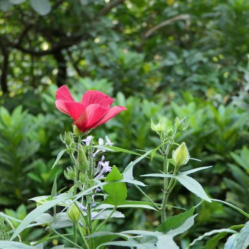 A beautiful red flower grown on a green stem, surrounded by green leaves.