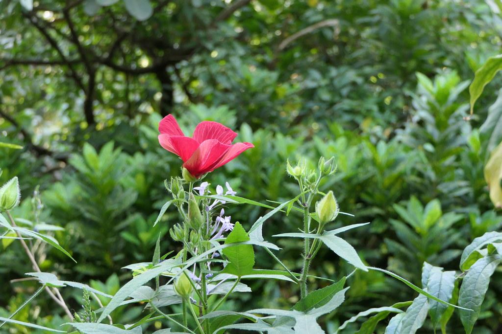 A beautiful red flower grown on a green stem, surrounded by green leaves. 