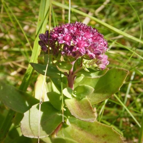 Purple flowers with stamen, pink stems and purple-green leaves.