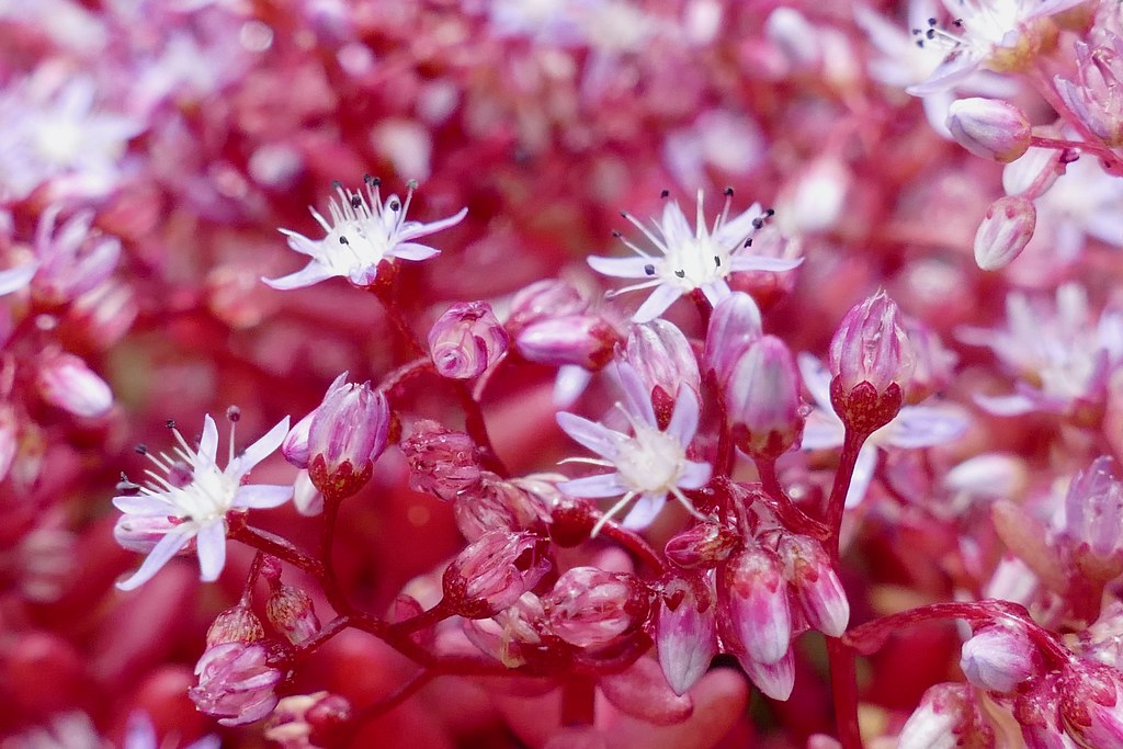 Stonecrop (Hylotelephium telephium) with flesh purple-red leaves or stems and clusters of pink or white star-shaped flowers