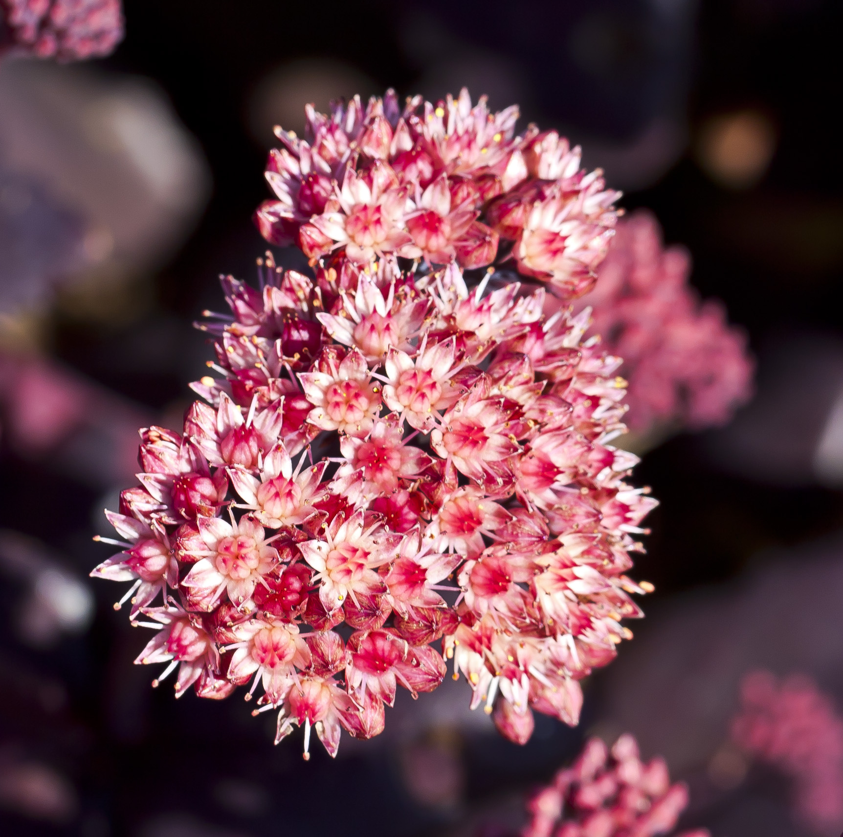 Stonecrop (Hylotelephium telephium) with white, pink and burgundy cluster of flowers 