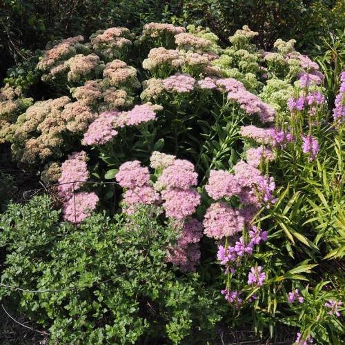 Stonecrop (Hylotelephium telephium) ground cover with green leaves or pink and purple flowers