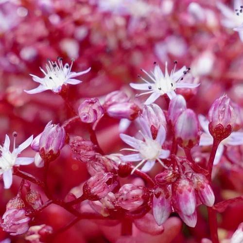 Stonecrop (Hylotelephium telephium) with flesh purple-red leaves or stems and clusters of pink or white star-shaped flowers