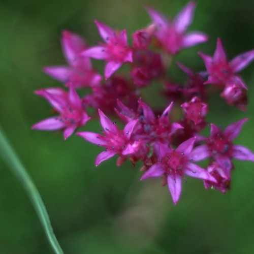 Pink flower with magenta center and filaments, and dark-blue anthers.