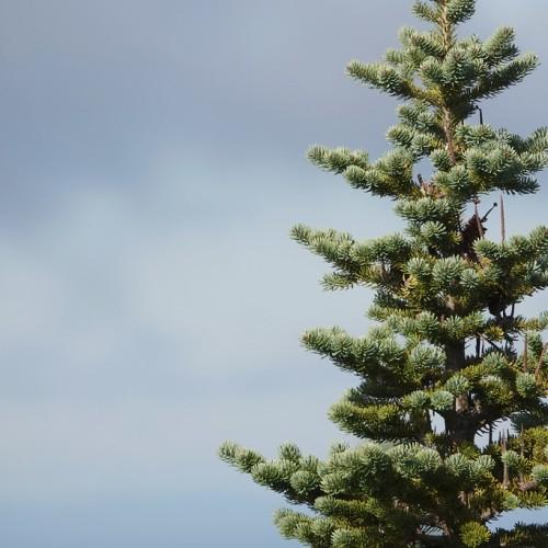 Green foliage.